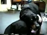 Black mutt in [ Beastiality XXX and Animal Sex ] act